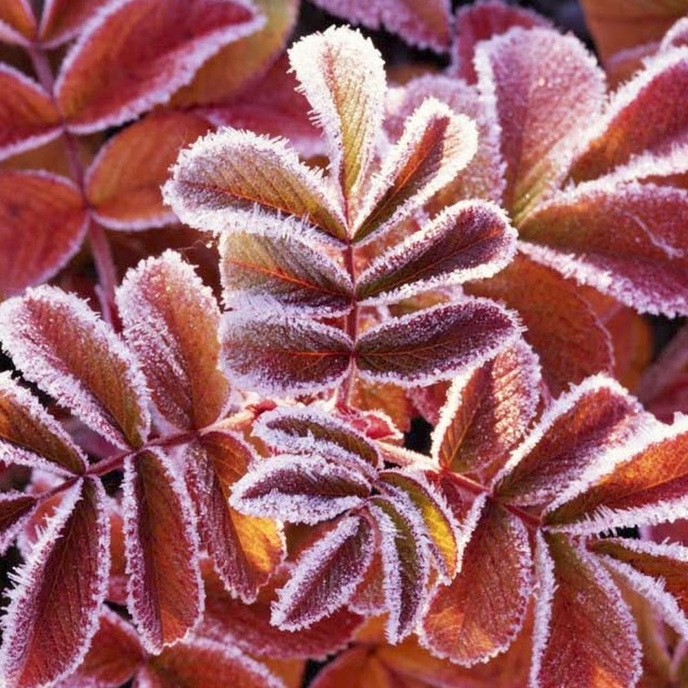 Meet your Posher, Ronald